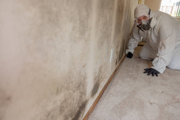 Best Mold-Related Health Consultation  in Spanish Springs, NV